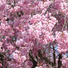 清雲寺のしだれ桜