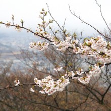 美の山公園桜