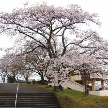 美の山公園桜
