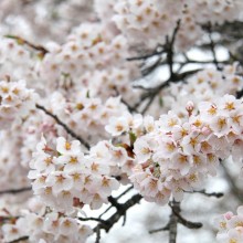 美の山公園桜