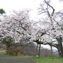 美の山公園桜