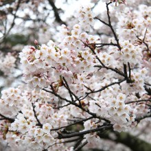 美の山公園桜