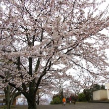 美の山公園桜