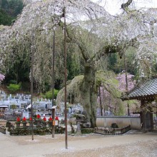 清雲寺のしだれ桜