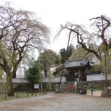 清雲寺のしだれ桜