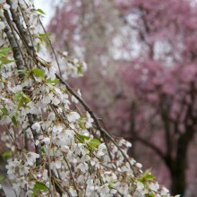 清雲寺のしだれ桜