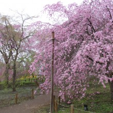 清雲寺のしだれ桜