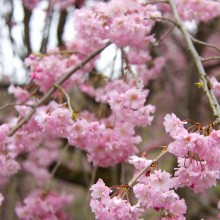 清雲寺のしだれ桜