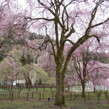 清雲寺のしだれ桜