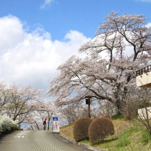 美の山公園・桜