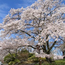 美の山公園・桜