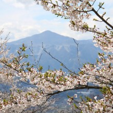 美の山公園・桜