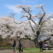 美の山公園・桜