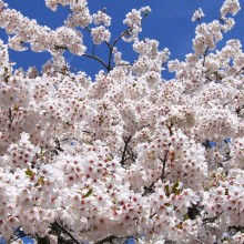 美の山公園・桜