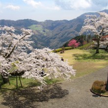 美の山公園・桜