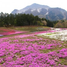 芝桜の丘