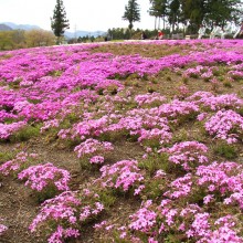 芝桜の丘