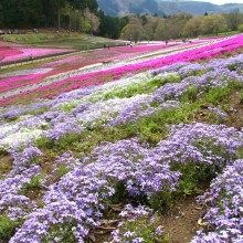 芝桜の丘