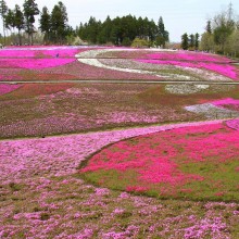 芝桜の丘