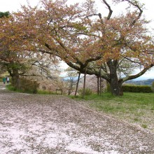 美の山公園・桜