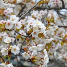 美の山公園・桜