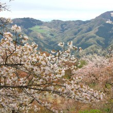 美の山公園・桜