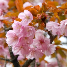 美の山公園・桜