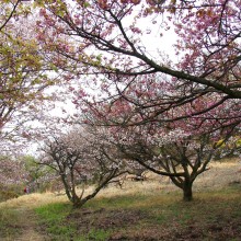 美の山公園・桜