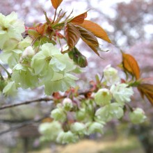 美の山公園・桜