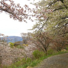 美の山公園・桜