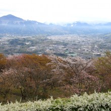 美の山公園・桜