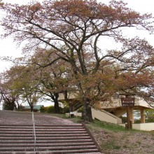 美の山公園・桜