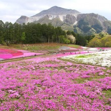 芝桜の丘