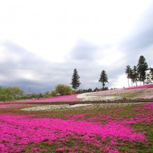 芝桜の丘