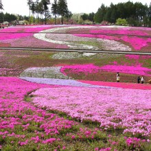 芝桜の丘