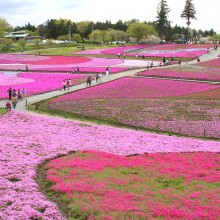 芝桜の丘