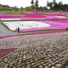 芝桜の丘