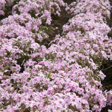 芝桜の丘