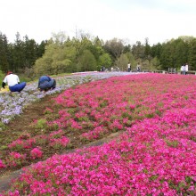 芝桜の丘