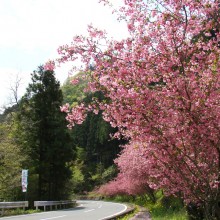 カイドウ街道