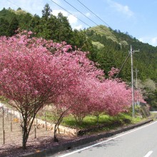 カイドウ街道