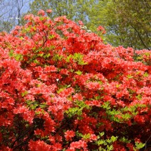 花と香りの森ツツジ