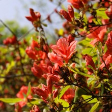 花と香りの森ツツジ