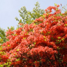 花と香りの森ツツジ