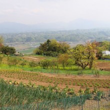 花と香りの森ツツジ