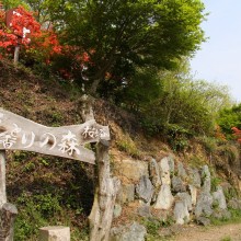 花と香りの森ツツジ