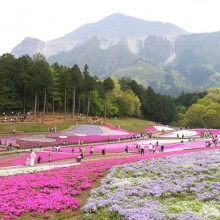 芝桜の丘