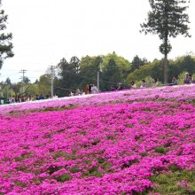 芝桜の丘