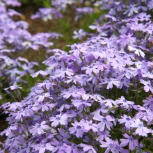 芝桜の丘