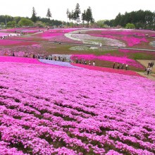 芝桜の丘